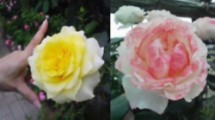 rose.jpg 215×120 8K